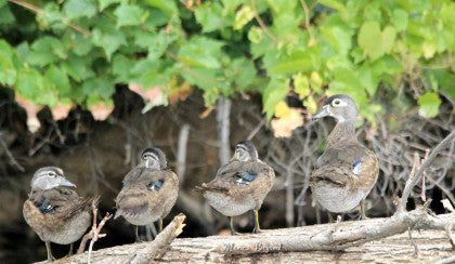 Wood-duck - Family