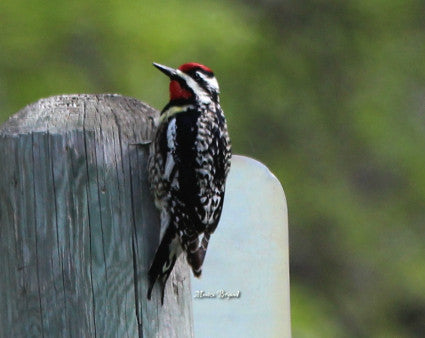 Woodpeckers- Yellow-bellied Sapsucker