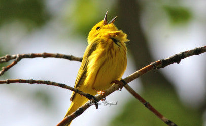 Warblers-Yellow